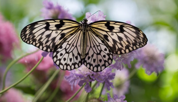 Black and white butterfly on purple flowers